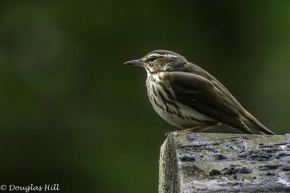 Louisiana Waterthrush - Douglas Hill