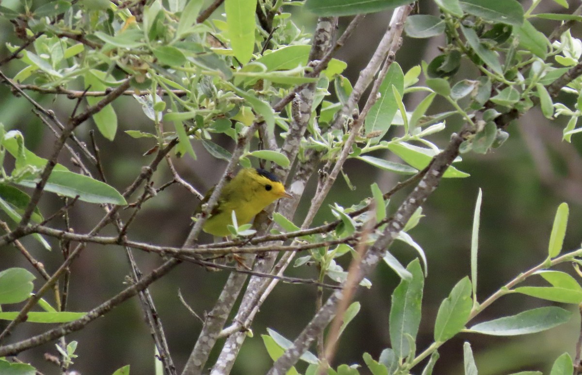 Wilson's Warbler - Petra Clayton