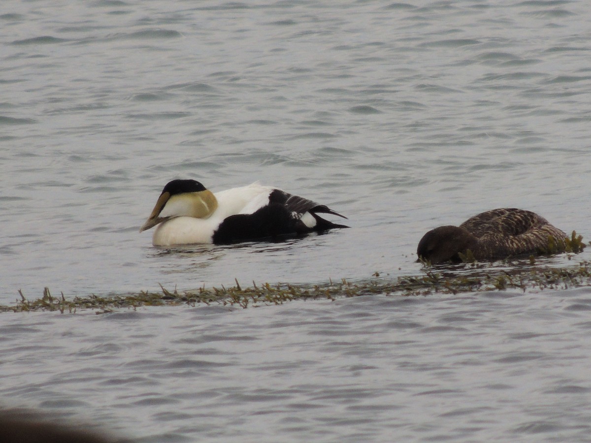 Common Eider - Glenn Knoblock