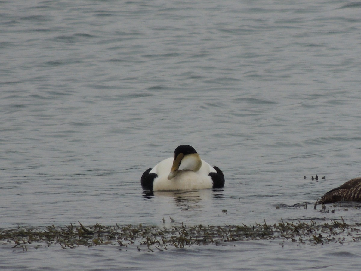 Common Eider - Glenn Knoblock