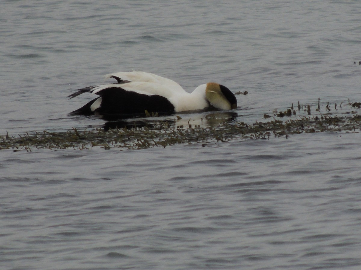 Common Eider - Glenn Knoblock