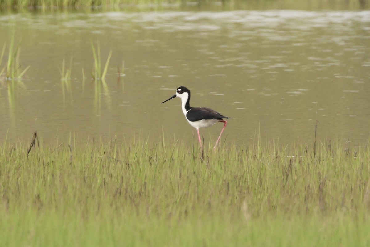 Black-necked Stilt - ML619510056