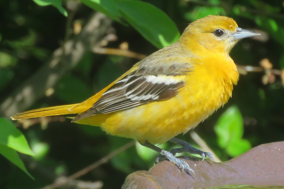 Baltimore Oriole - Bob Neugebauer