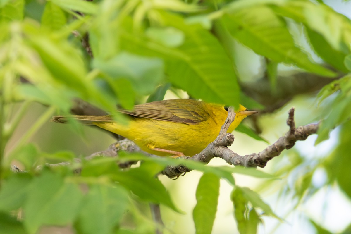 Wilson's Warbler - Kris Perlberg