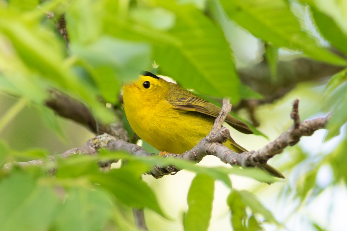 Wilson's Warbler - Kris Perlberg