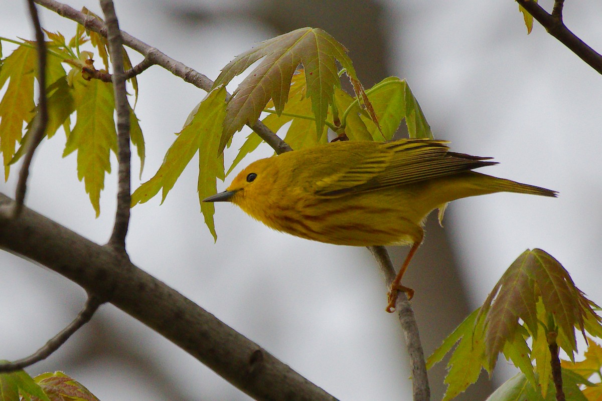 Yellow Warbler - Rick Beaudon