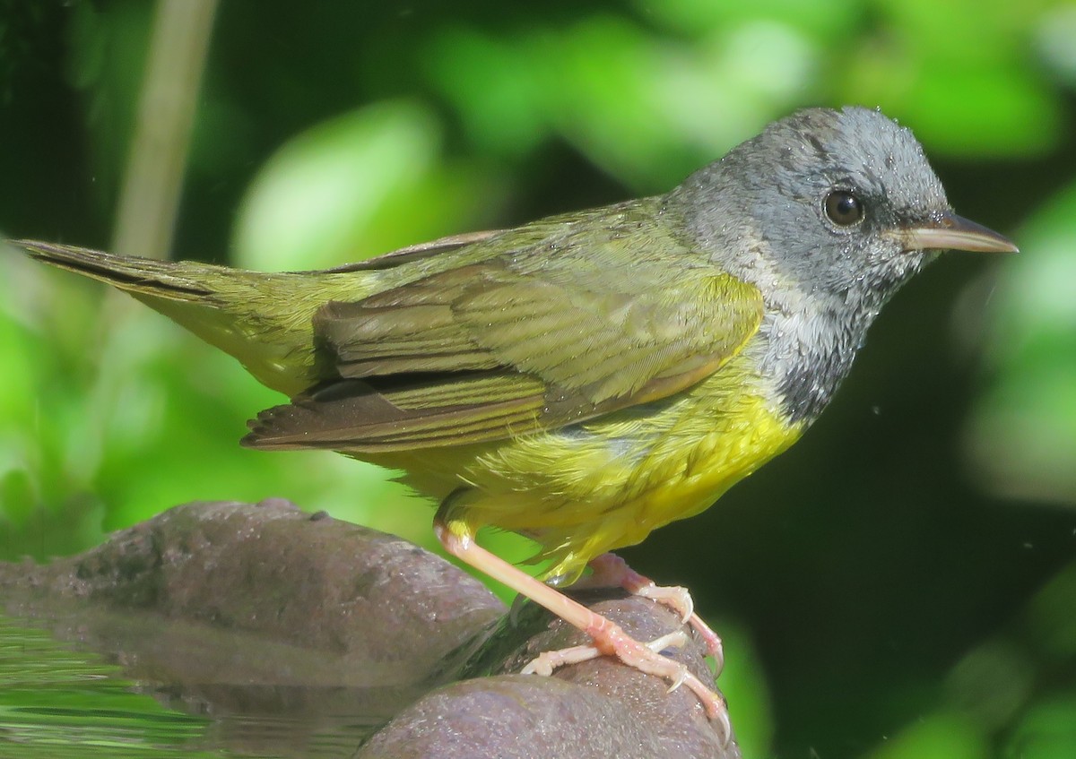 Mourning Warbler - Bob Neugebauer