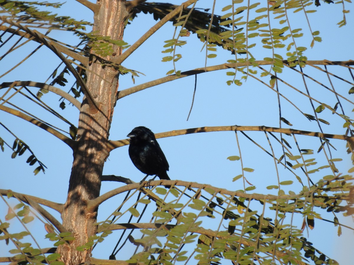 Blue-black Grassquit - Raul Afonso Pommer-Barbosa - Amazon Birdwatching