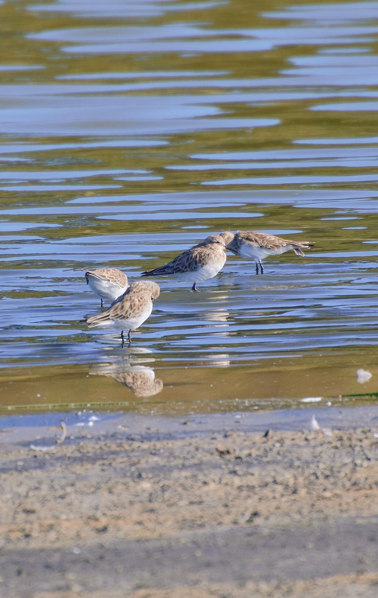 Baird's Sandpiper - Angélica  Abarca