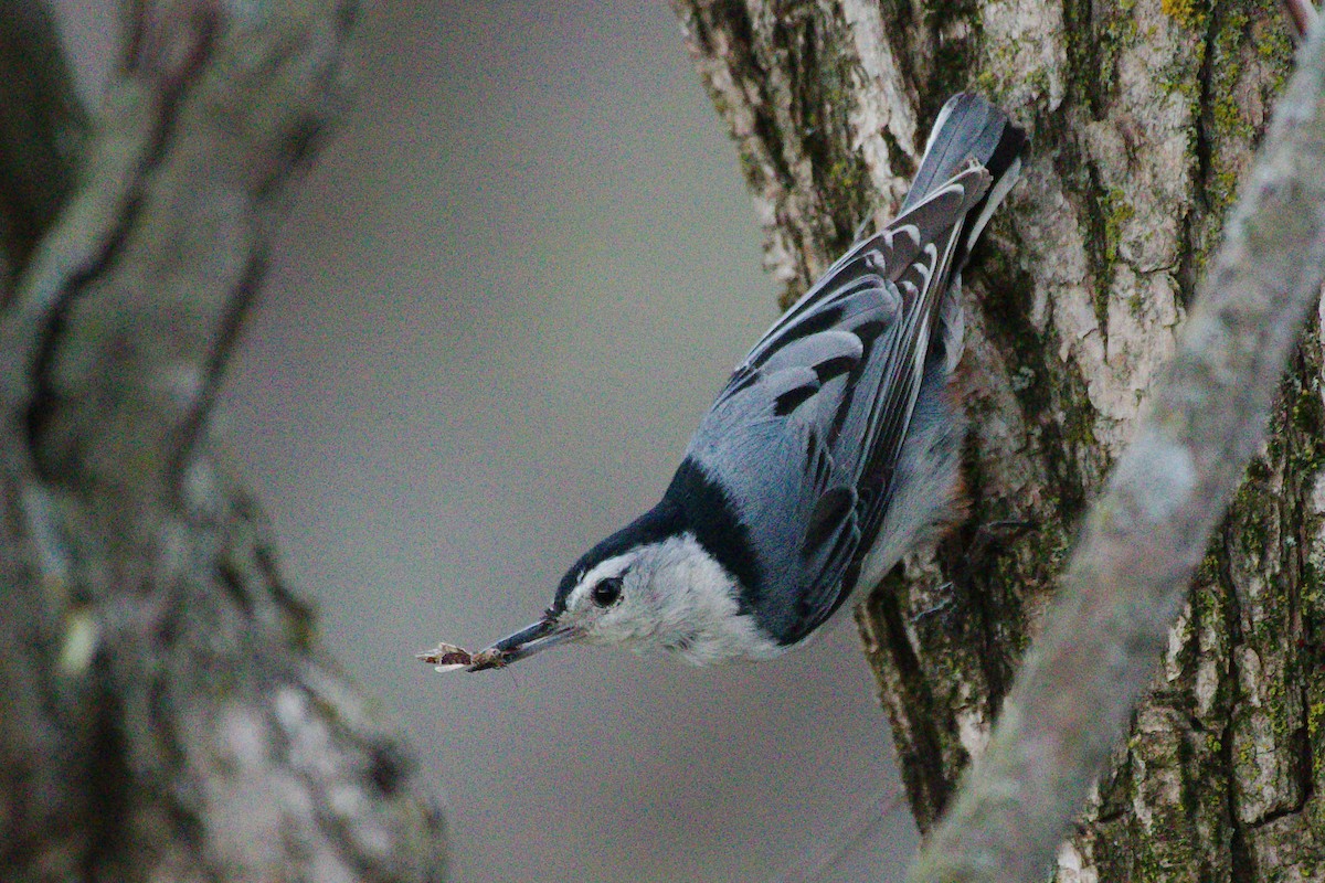 White-breasted Nuthatch - Rick Beaudon