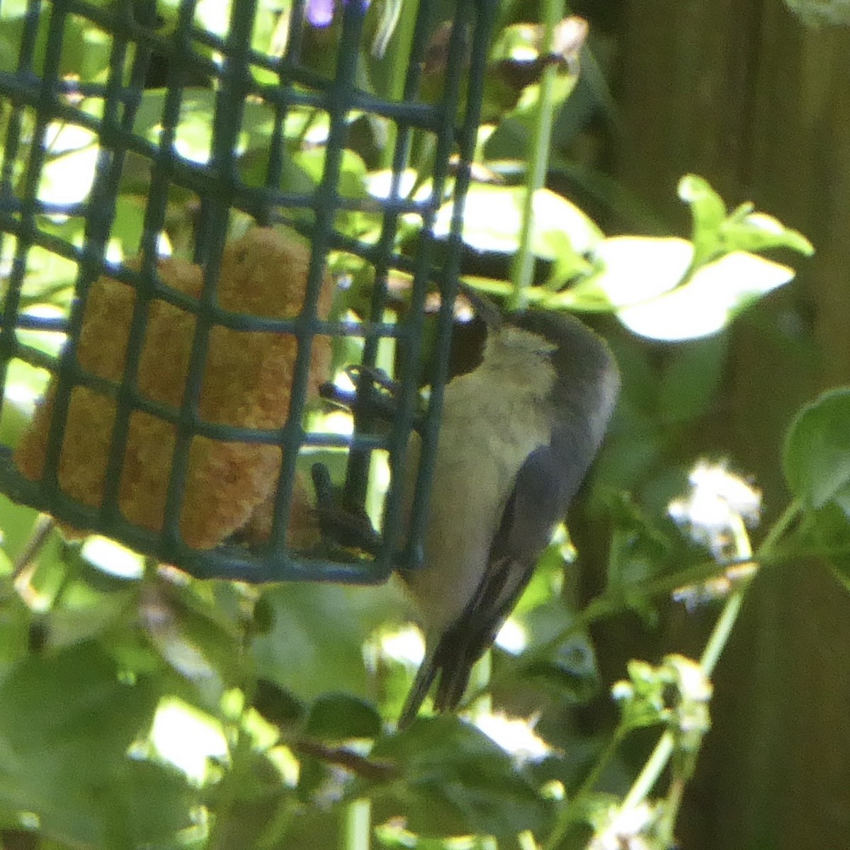 Pygmy Nuthatch - Anonymous