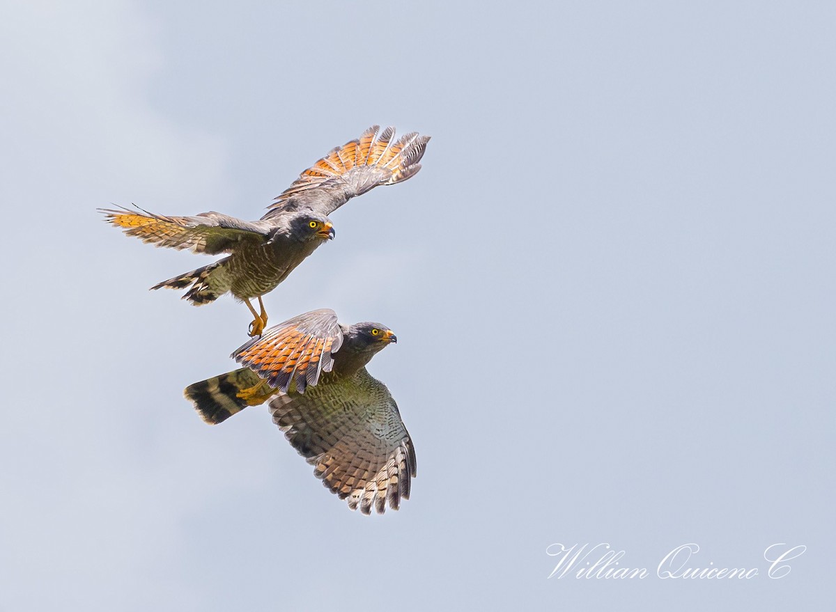 Roadside Hawk - Willian de jesus Quiceno calderon