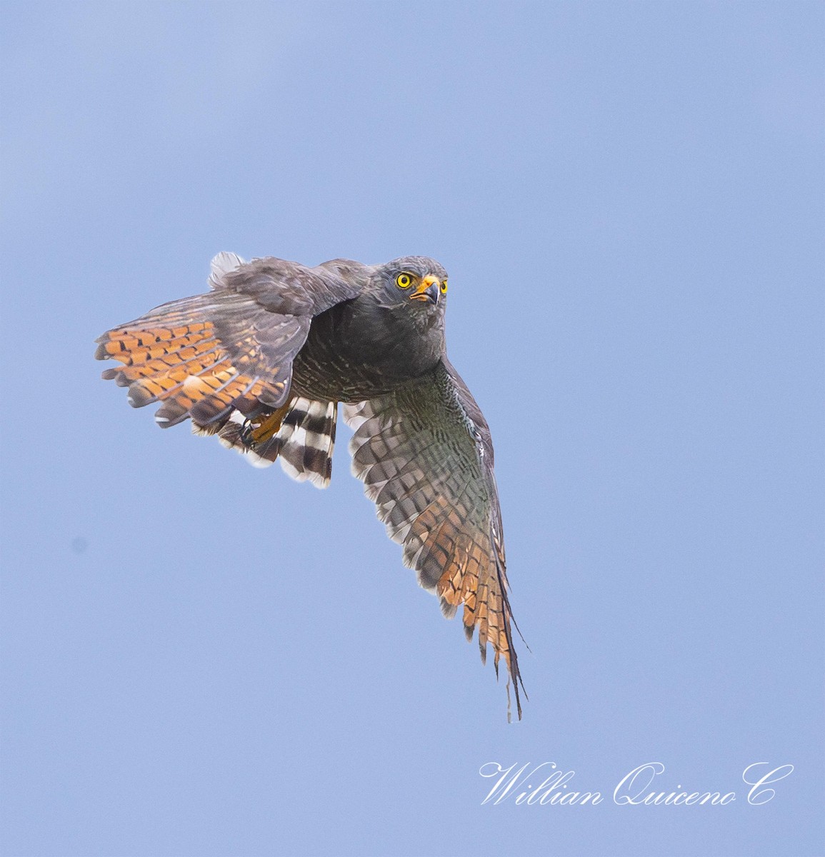 Roadside Hawk - Willian de jesus Quiceno calderon