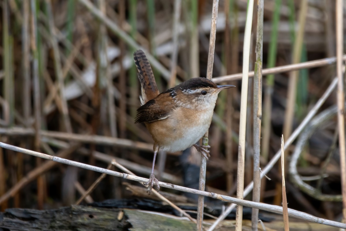 Marsh Wren - Karen Hardy