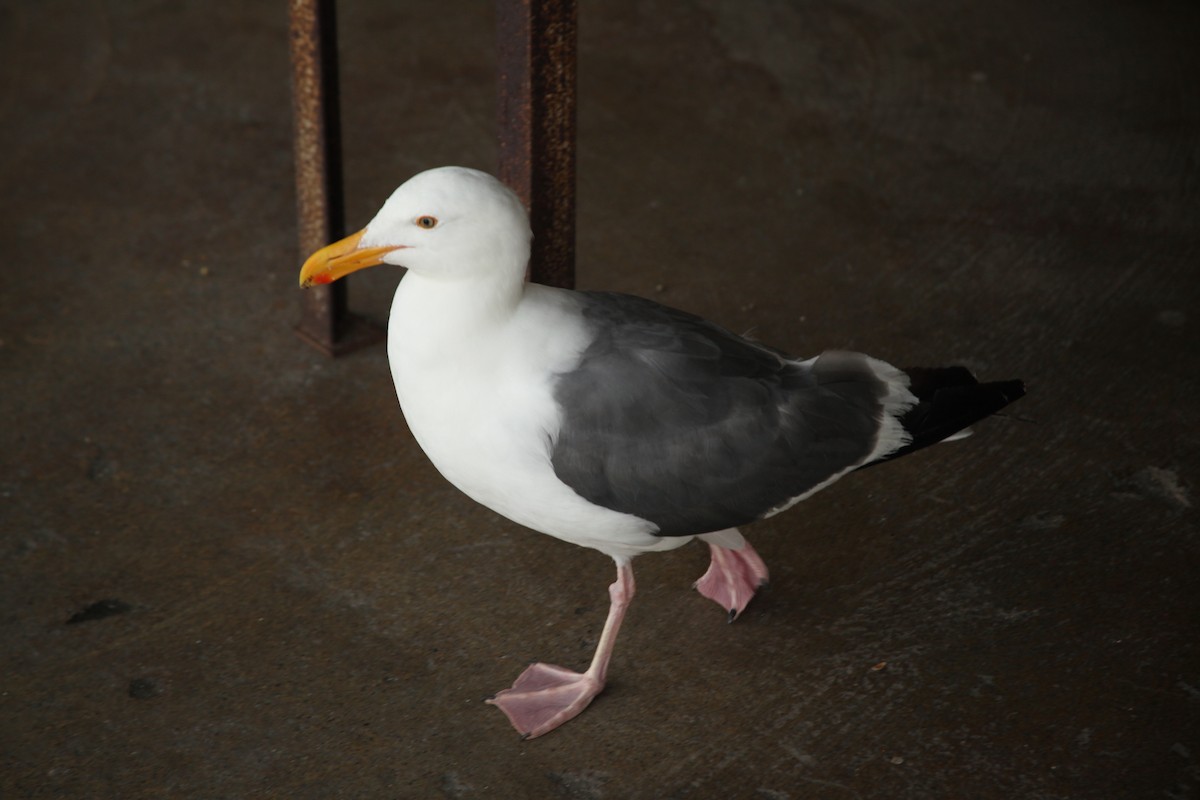 Western Gull - Carly Philpott