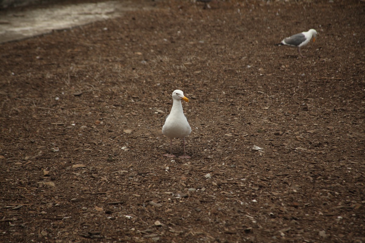 Western Gull - ML619510088