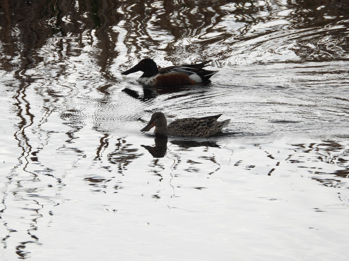 Northern Shoveler - Gerard Nachtegaele