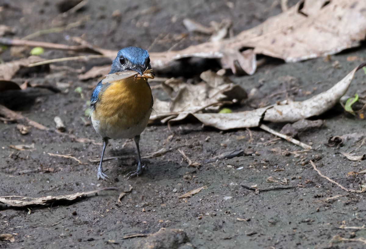 Tickell's Blue Flycatcher - ML619510091