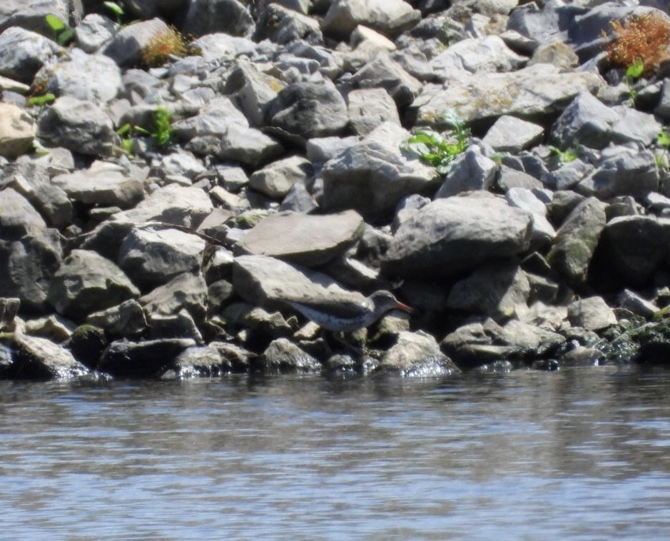 Spotted Sandpiper - Manon Guglia