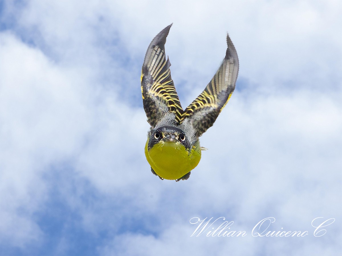 Common Tody-Flycatcher - Willian de jesus Quiceno calderon