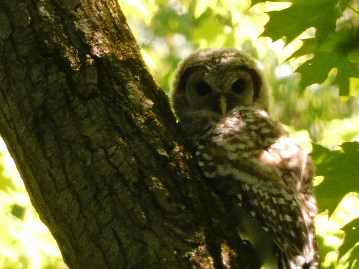 Barred Owl - ML619510100