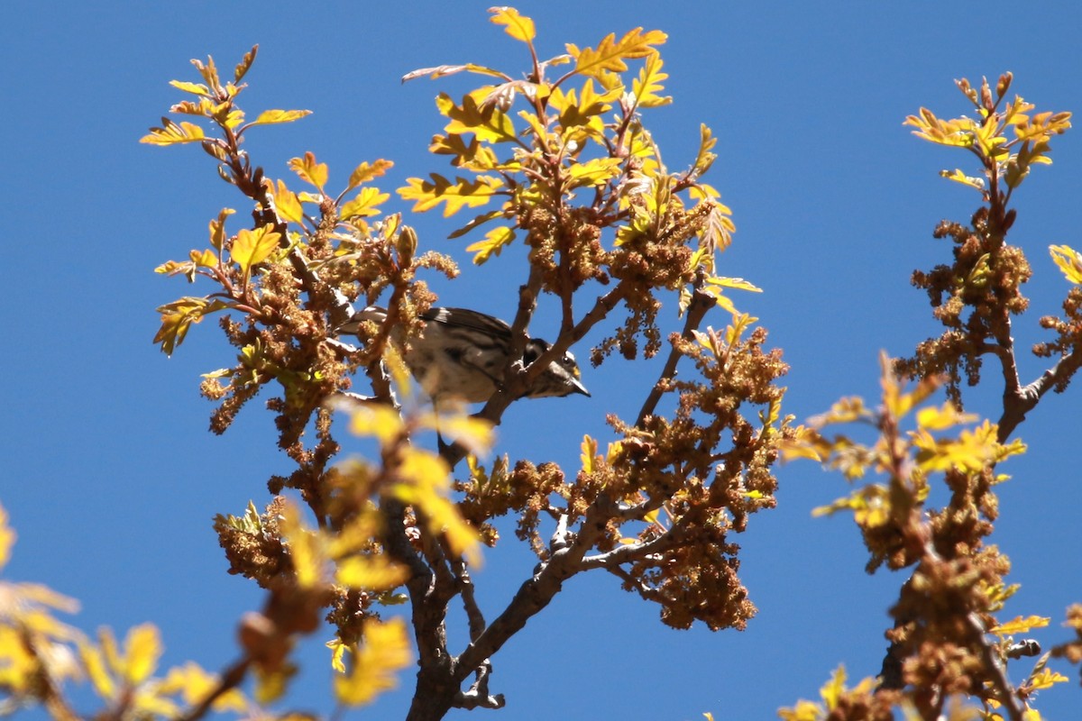 Black-throated Gray Warbler - ML619510101