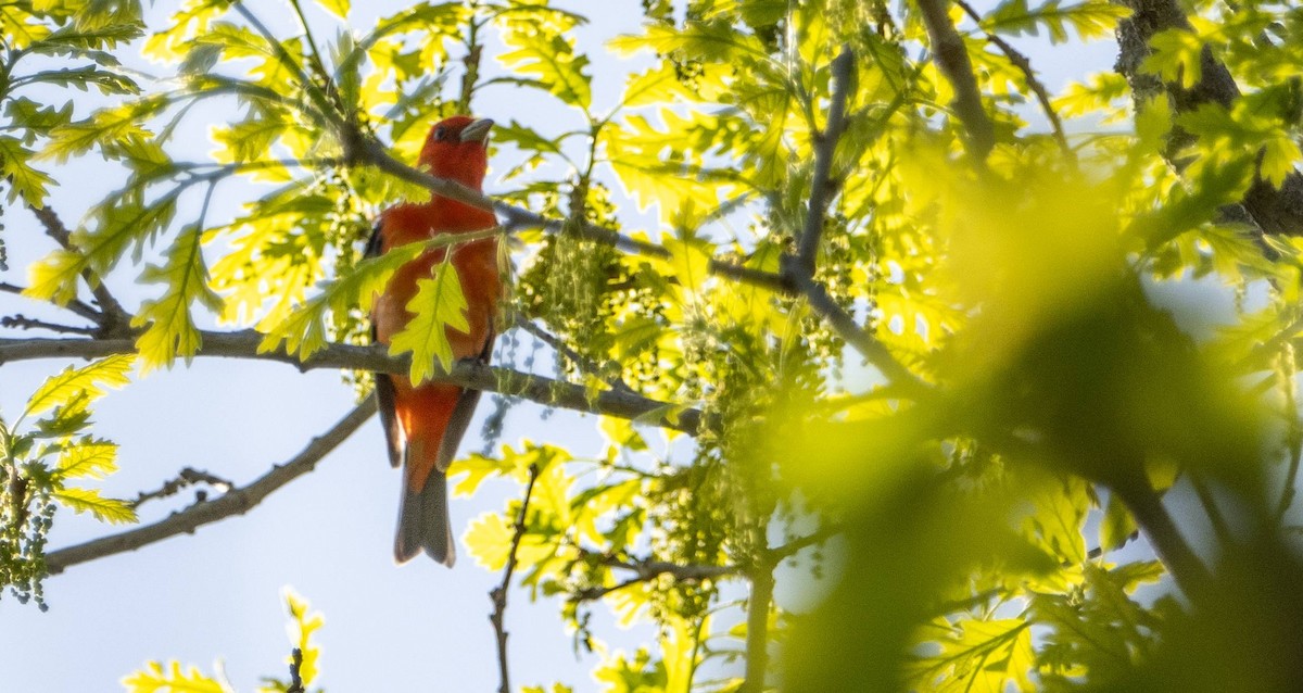 Scarlet Tanager - ML619510102