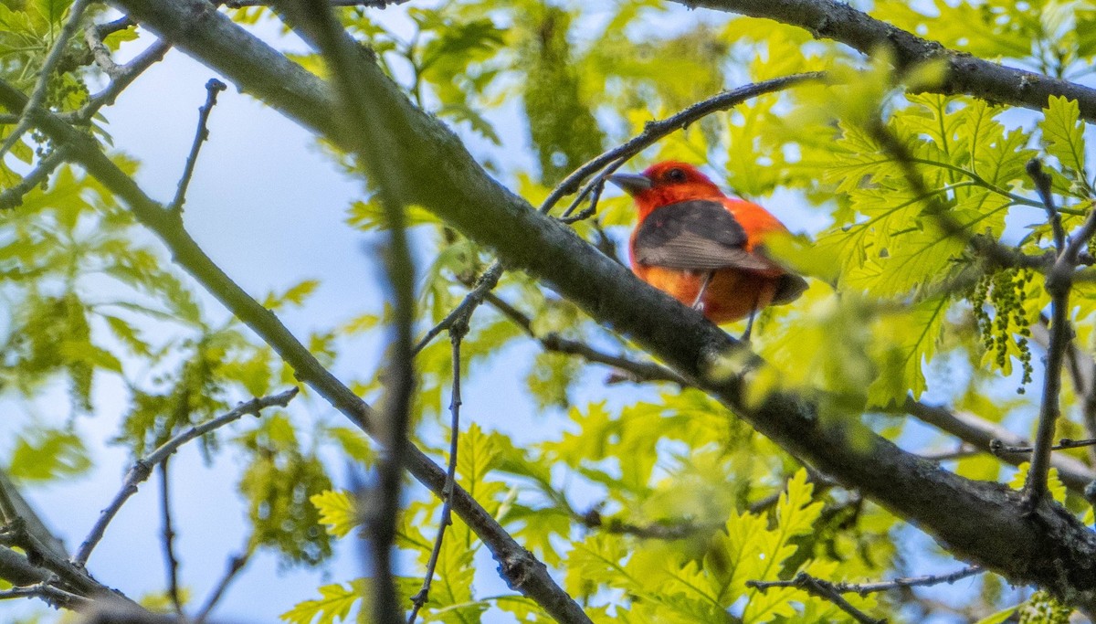 Scarlet Tanager - Matt M.