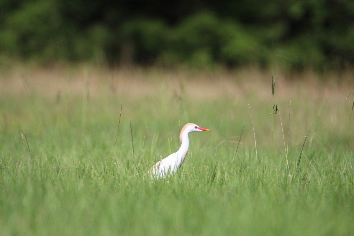 Western Cattle Egret - ML619510112