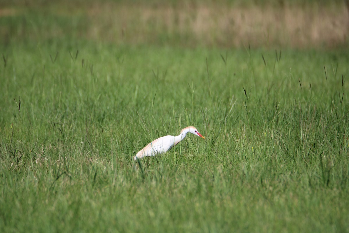 Western Cattle Egret - ML619510113