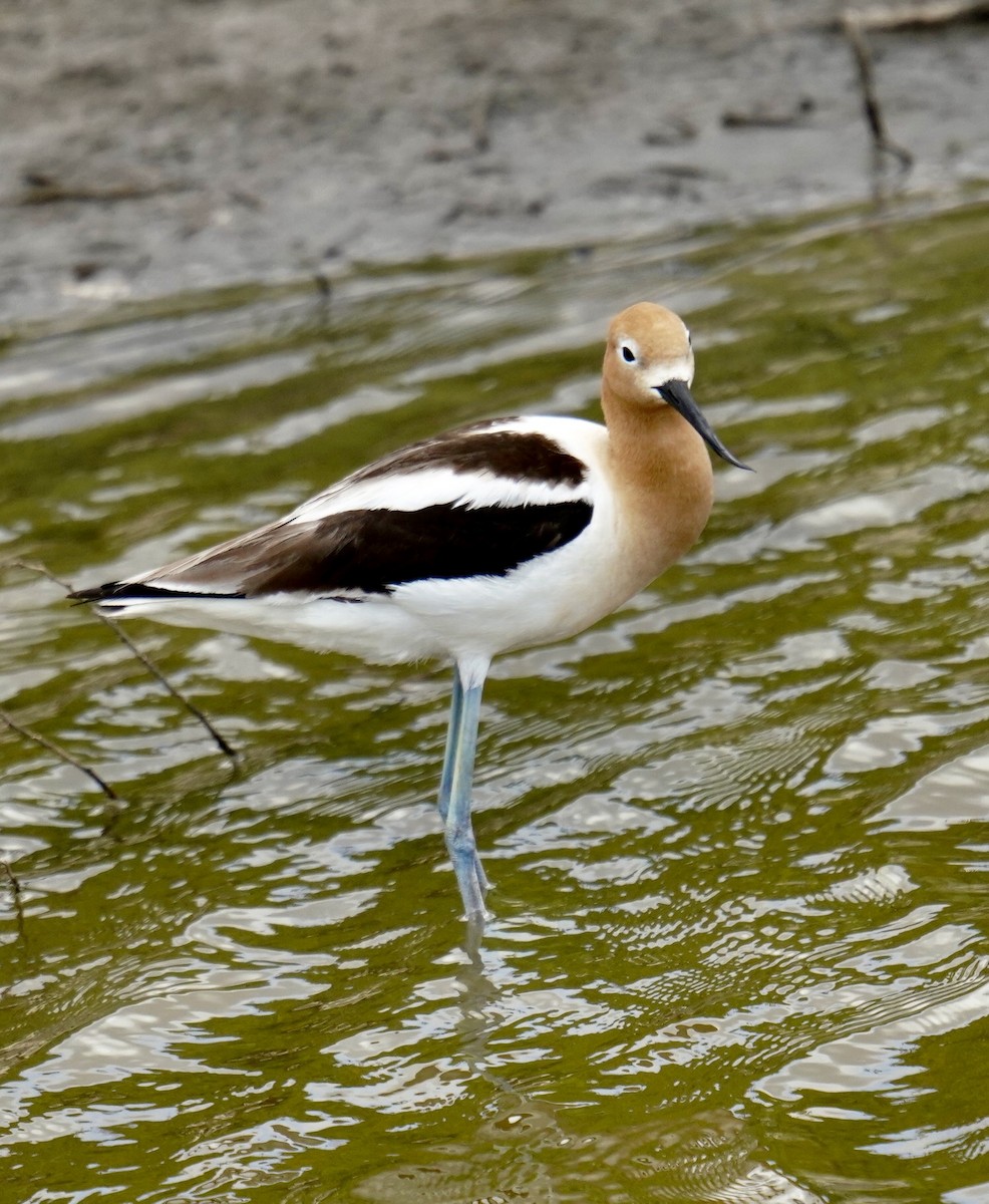 Avocette d'Amérique - ML619510116