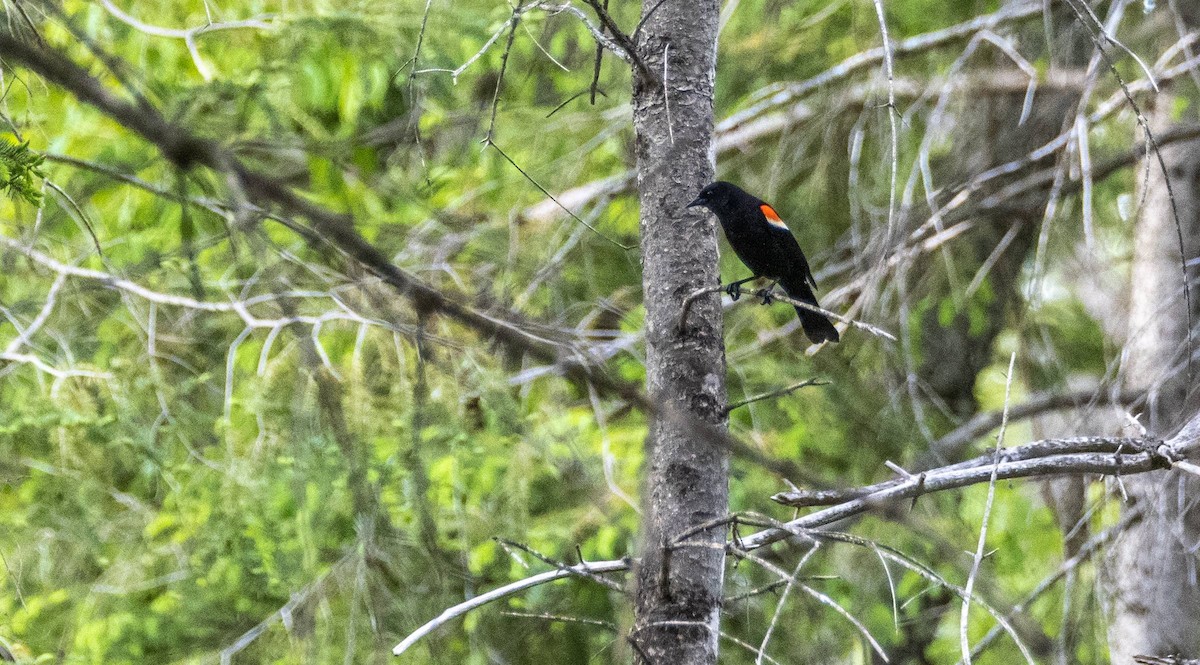 Red-winged Blackbird - ML619510120