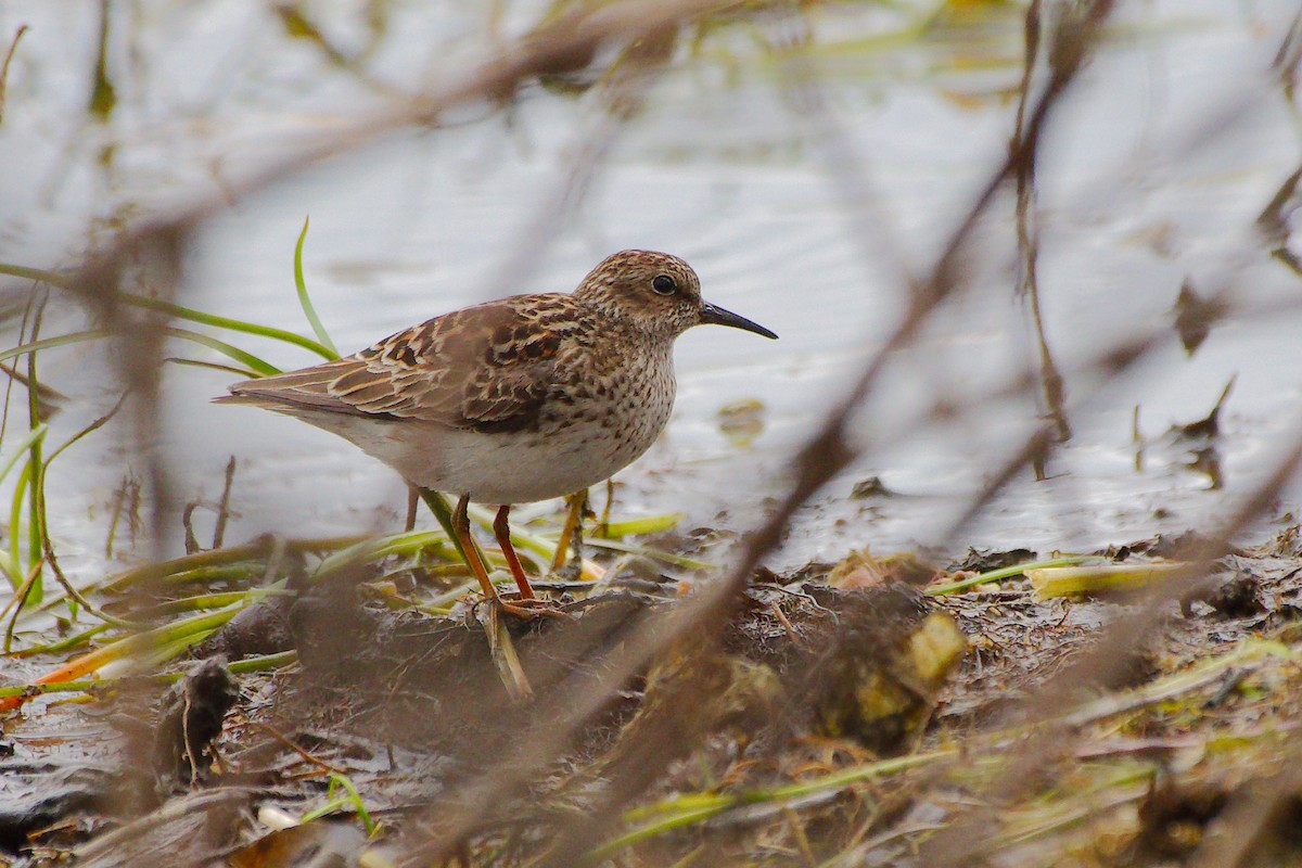 Least Sandpiper - Rick Beaudon