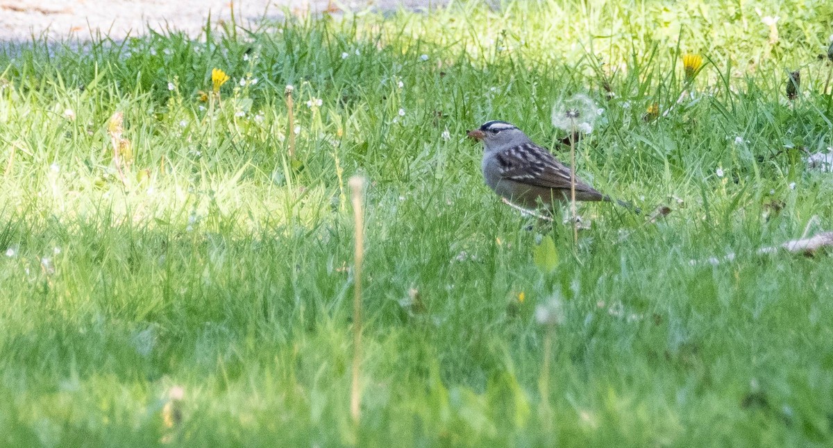 Bruant à couronne blanche - ML619510129