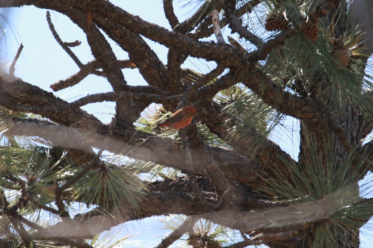 Red Crossbill - Jesse Pline