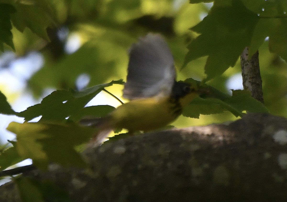 Canada Warbler - Suzanne Sullivan