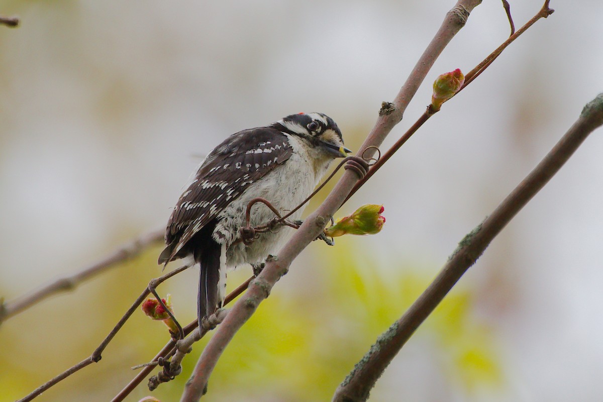 Downy Woodpecker - Rick Beaudon