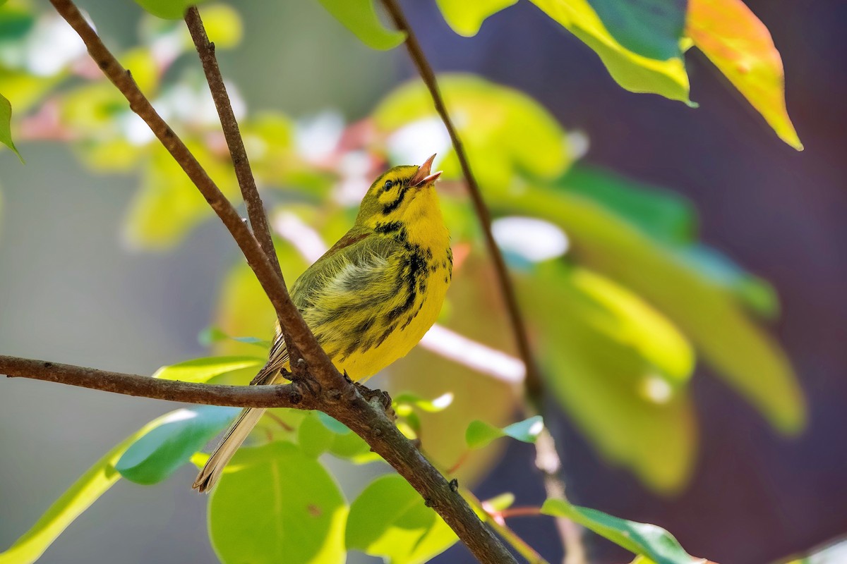 Prairie Warbler - Richard Pockat