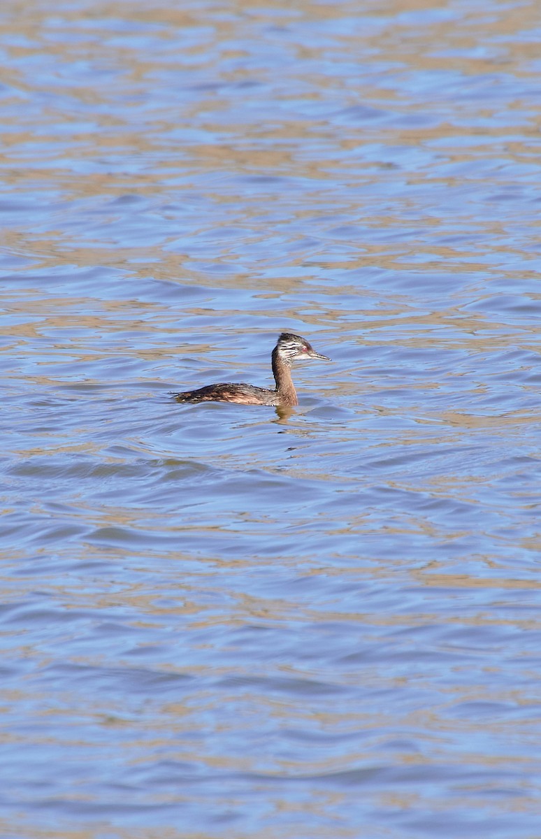 White-tufted Grebe - Angélica  Abarca