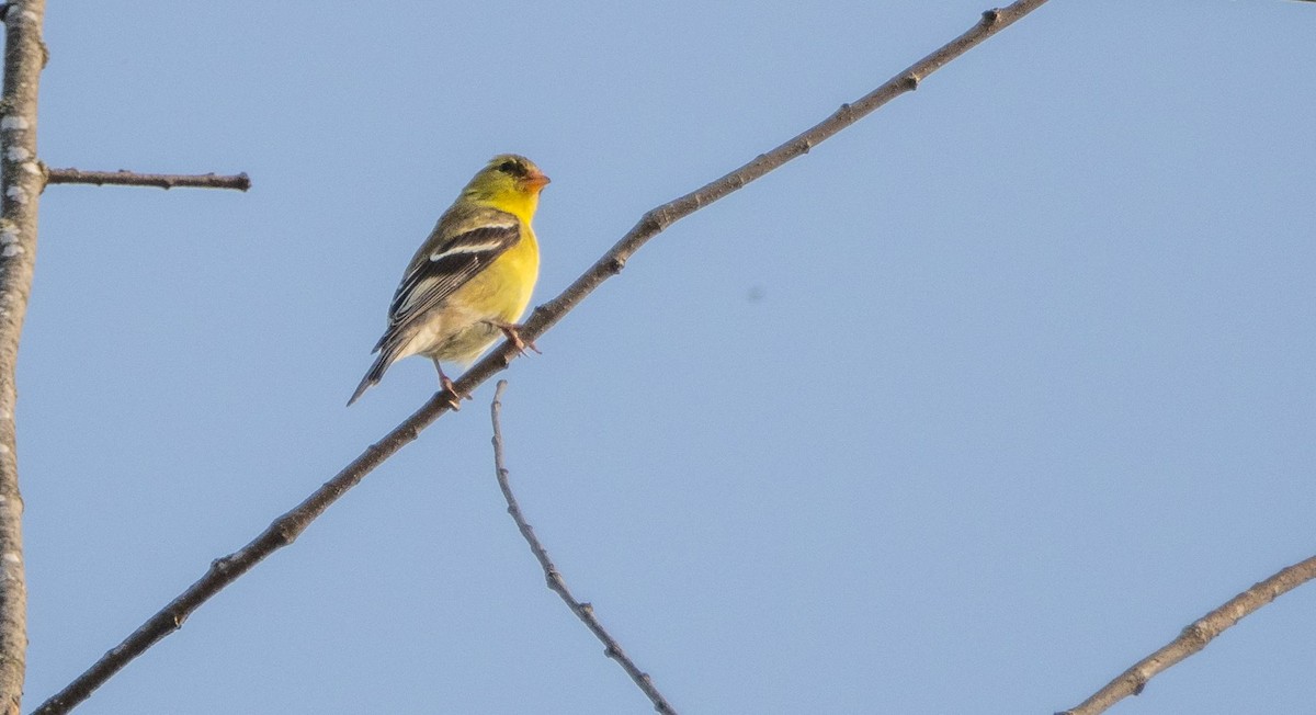 Chardonneret jaune - ML619510144