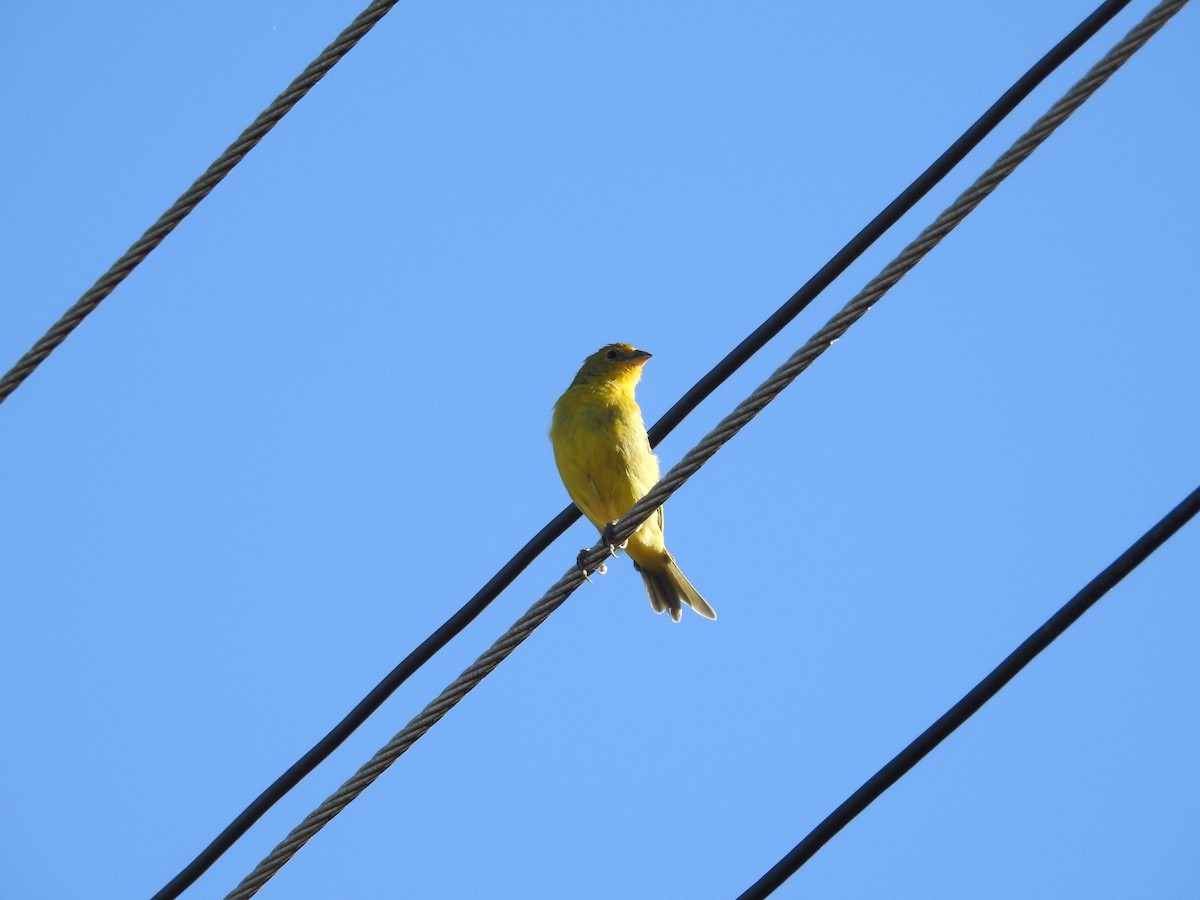 Saffron Finch - Raul Afonso Pommer-Barbosa - Amazon Birdwatching