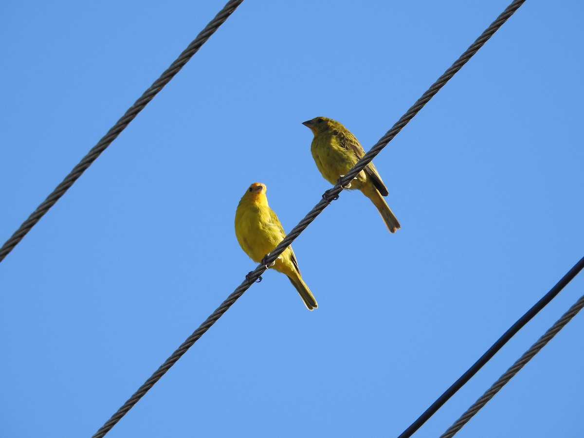 Saffron Finch - Raul Afonso Pommer-Barbosa - Amazon Birdwatching