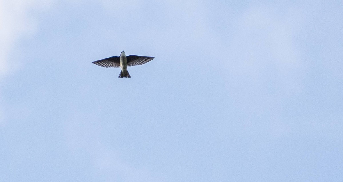 Tree Swallow - ML619510151