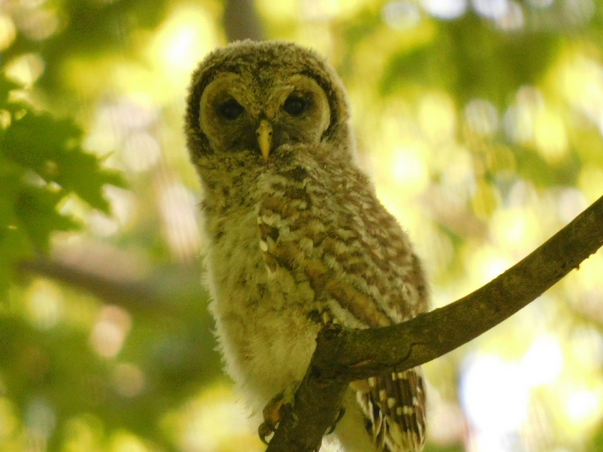 Barred Owl - ML619510154