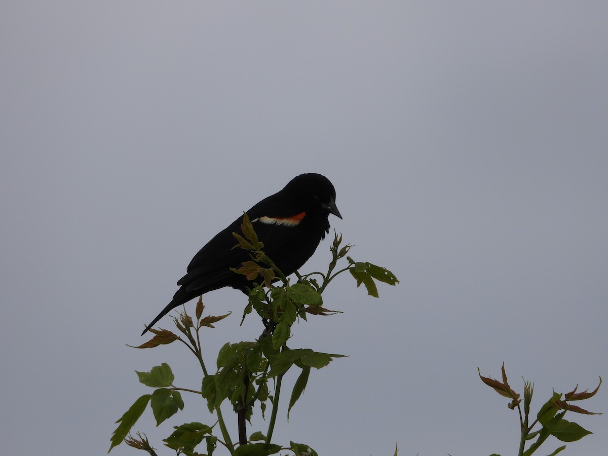 Red-winged Blackbird - Gerard Nachtegaele