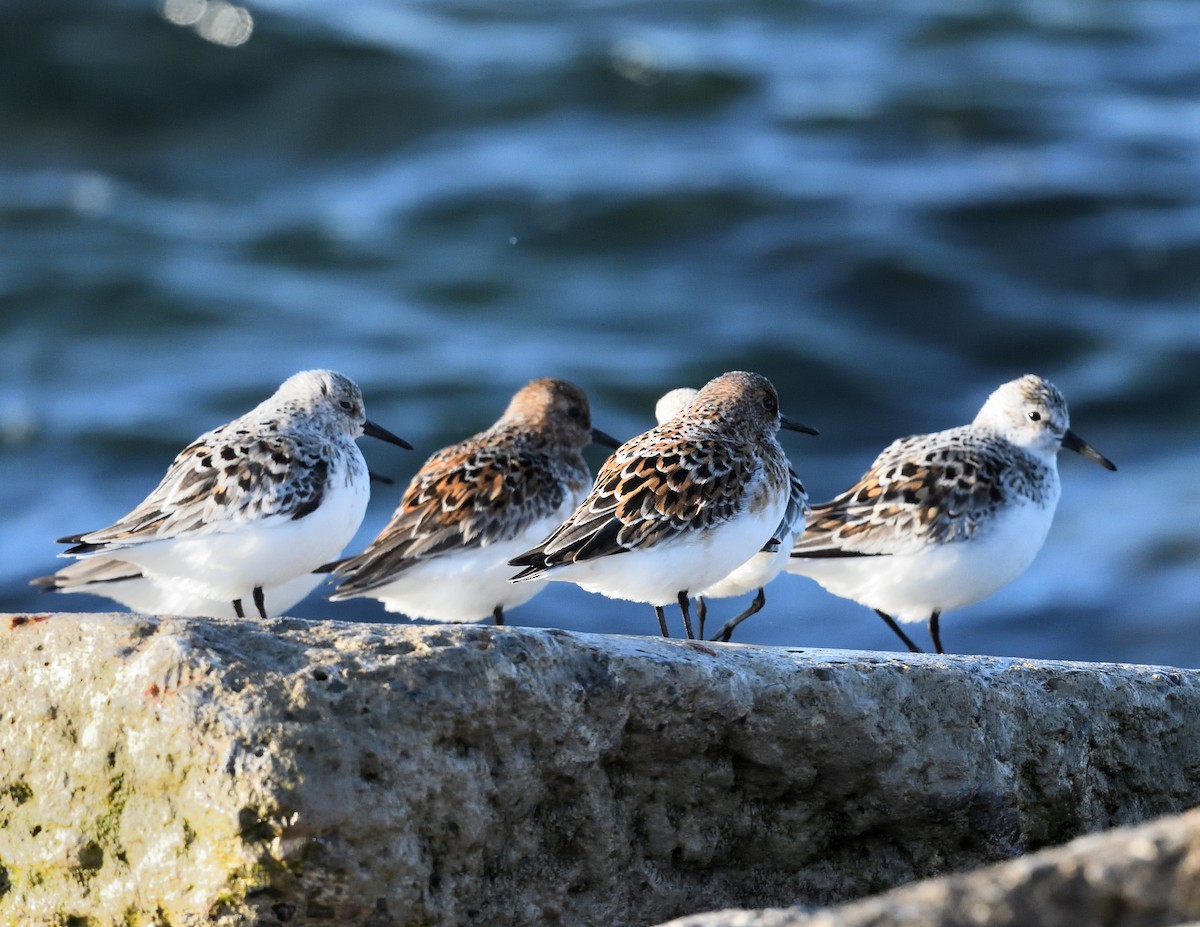 Sanderling - Margaret Hough