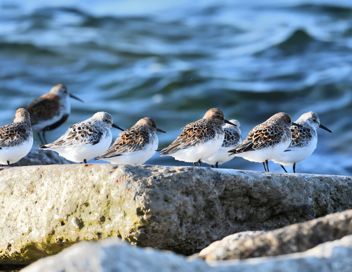 Sanderling - Margaret Hough