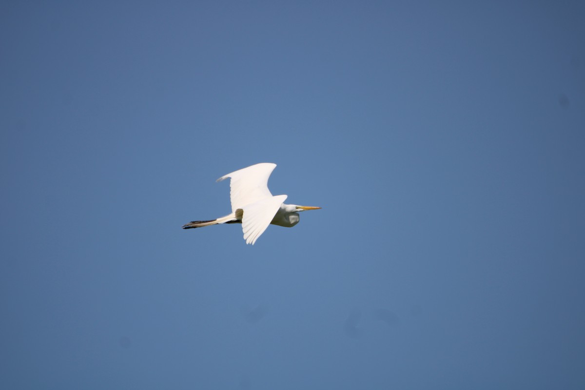 Great Egret - Ryan Giordanelli