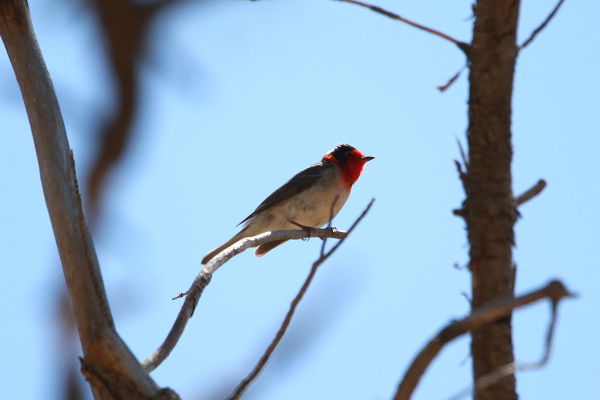 Red-faced Warbler - Jesse Pline