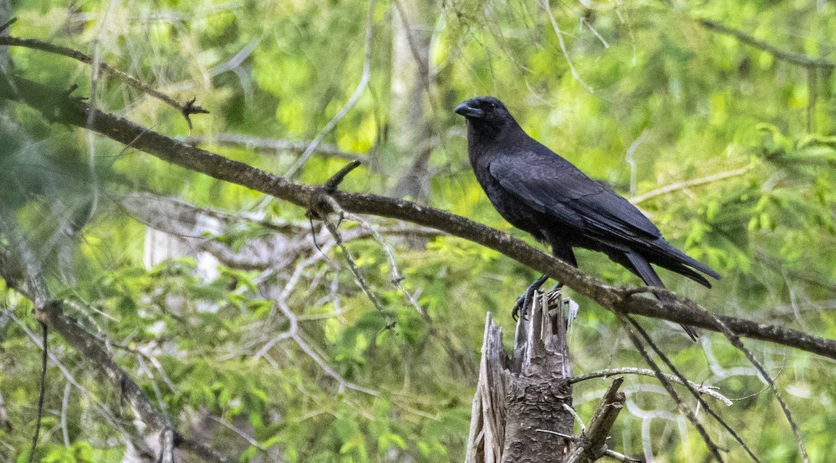 American Crow - ML619510171